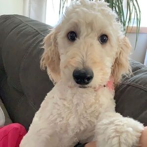 Meet your Posher, Mindy